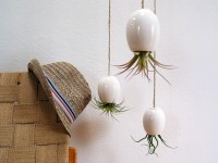 Awesome Hanging Plants Upside Down  Indoor Plants that Purify Air in Living Spaces  Pict  15