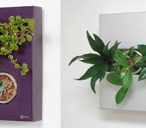 Flower Box Plants  Indoor Plants that Purify Air in Living Spaces  Wallpaper 9