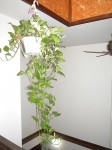 Indoor Money Plant  Indoor Plants that Purify Air in Living Spaces  Pict  7