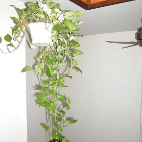 Indoor Money Plant  Indoor Plants that Purify Air in Living Spaces  Pict  7